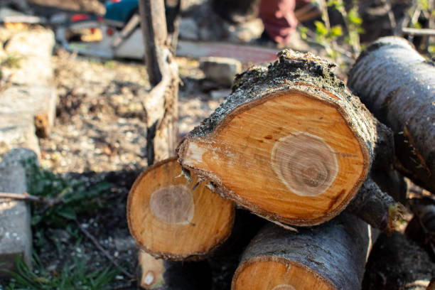 How Our Tree Care Process Works  in  Lonsdale, MN