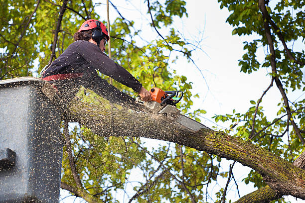 Lawn Renovation and Restoration in Lonsdale, MN